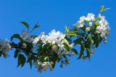 Elma ağaçları çiçek. genellikle parlak renkli bir corolla (taç yaprakları tarafından çevrili üreme organları (stamens ve carpels) oluşan bir bitki, tohum taşıyan parçası)
