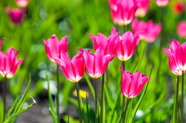 Çiçekler, laleler, lale renkli çiçek bahar bahar. Soğanlı bitki ailesinin. Melanthiaceae kapaklar gibi şeklinde büyük çiçekli.