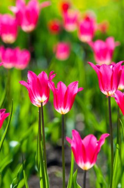 Çiçekler, laleler, lale renkli çiçek bahar bahar. Soğanlı bitki ailesinin. Melanthiaceae kapaklar gibi şeklinde büyük çiçekli.
