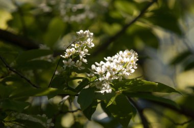 Bahar çiçek, kuş kiraz. Beyaz kokulu çiçekleri toplanan bir fırça ve siyah meyveleri olan bir ağaç. bir küçük yabani kiraz ağaç ya da çalı, kuşlar tarafından yemiş acı siyah meyve ile.