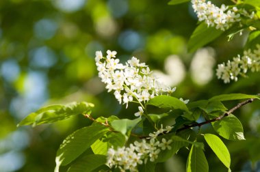 Bahar çiçek, kuş kiraz. Beyaz kokulu çiçekleri toplanan bir fırça ve siyah meyveleri olan bir ağaç. bir küçük yabani kiraz ağaç ya da çalı, kuşlar tarafından yemiş acı siyah meyve ile.