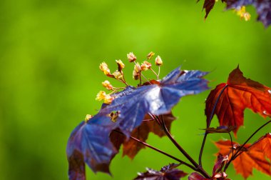 Acer rubrum kırmızı akçaağaç, bataklık, su veya yumuşak akçaağaç, olarak da bilinen Doğu ve Orta Kuzey Amerika'nın en yaygın ve yaygın yaprak döken ağaçlar biridir.