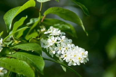 Bahar çiçek, kuş kiraz. Beyaz kokulu çiçekleri toplanan bir fırça ve siyah meyveleri olan bir ağaç. bir küçük yabani kiraz ağaç ya da çalı, kuşlar tarafından yemiş acı siyah meyve ile.
