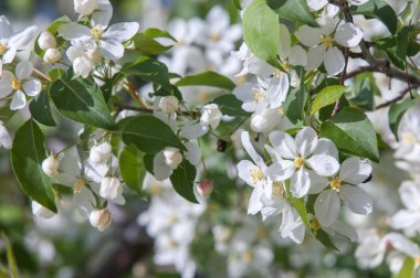 Elma ağaçları çiçek. genellikle parlak renkli bir corolla (taç yaprakları tarafından çevrili üreme organları (stamens ve carpels) oluşan bir bitki, tohum taşıyan parçası)