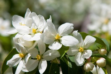 Elma ağaçları çiçek. genellikle parlak renkli bir corolla (taç yaprakları tarafından çevrili üreme organları (stamens ve carpels) oluşan bir bitki, tohum taşıyan parçası)