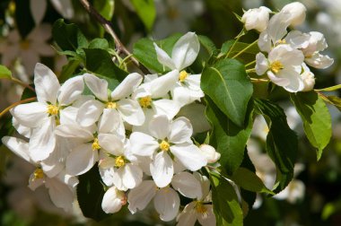 Elma ağaçları çiçek. genellikle parlak renkli bir corolla (taç yaprakları tarafından çevrili üreme organları (stamens ve carpels) oluşan bir bitki, tohum taşıyan parçası)