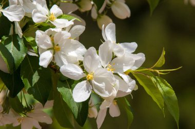 Elma ağaçları çiçek. genellikle parlak renkli bir corolla (taç yaprakları tarafından çevrili üreme organları (stamens ve carpels) oluşan bir bitki, tohum taşıyan parçası)