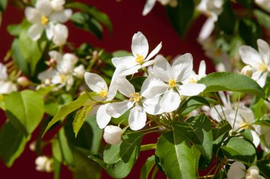 Elma ağaçları çiçek. genellikle parlak renkli bir corolla (taç yaprakları tarafından çevrili üreme organları (stamens ve carpels) oluşan bir bitki, tohum taşıyan parçası)