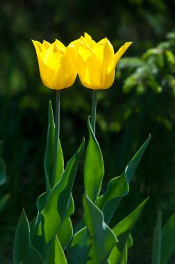 Çiçekler, laleler, lale renkli çiçek bahar bahar. Soğanlı bitki ailesinin. Melanthiaceae kapaklar gibi şeklinde büyük çiçekli.