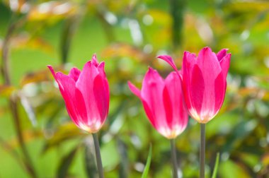 Bahar peyzaj, lale flowerbed şehir içinde. Lale doğa arka planda. Güzel bahar çiçekleri yeşil flowerbed bir şehir parkı üzerinde closeup. Bokeh bahar arka plan çiçeklerle.