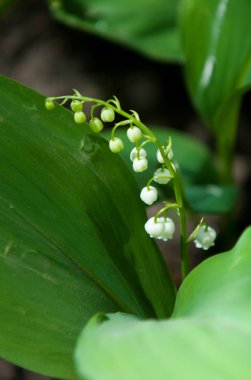 Çiçekler, bahar yatay. Lily vadi çiçek. Lily Vadi (Convallaria majalis) beyaz çiçekler. Bahar çiçeği. Yakın çekim.