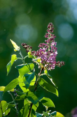 Bahar, leylak çiçeği. Arka plan bulanık ile yeşil yaprakları ile leylak dalı solgun eflatun çiçekler. Bahar eflatun çiçekli yeşil şube. 