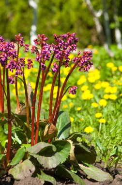 Bergenia saxifrage, filin kulağı fil kulaklı. Bergenia cordifolia Bergenia crassifolia ya da mor çiçekler açan badan. Kalp yapraklı 
