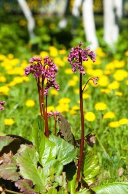 Bergenia saxifrage, filin kulağı fil kulaklı. Bergenia cordifolia Bergenia crassifolia ya da mor çiçekler açan badan. Kalp yapraklı 