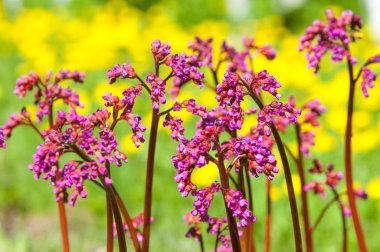 Bergenia saxifrage, filin kulağı fil kulaklı. Bergenia cordifolia Bergenia crassifolia ya da mor çiçekler açan badan. Kalp yapraklı 