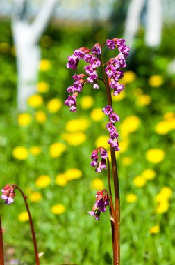 Bergenia saxifrage, filin kulağı fil kulaklı. Bergenia cordifolia Bergenia crassifolia ya da mor çiçekler açan badan. Kalp yapraklı 