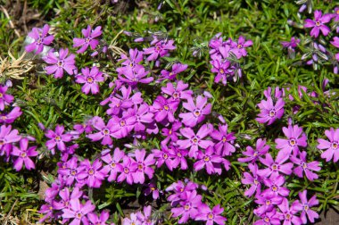 Cezayir menekşesi Latince: bağlama, femaleness için vincire. çiçekli bitkiler Apocynaceae ailesindeki cinsidir,
