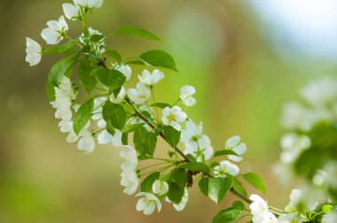 Bahar manzara, elma. Bahar çiçekleri. Bir arka plan doğa, bahar çiçekleri çiçek açması bir elma. Romantik zerafet Vintage Illustration yaprak ve çiçek bir elma ağacının ile