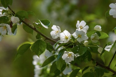 Bahar manzara, elma. Bahar çiçekleri. Bir arka plan doğa, bahar çiçekleri çiçek açması bir elma. Romantik zerafet Vintage Illustration yaprak ve çiçek bir elma ağacının ile