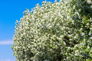 Bahar manzara, elma. Bahar çiçekleri. Bir arka plan doğa, bahar çiçekleri çiçek açması bir elma. Romantik zerafet Vintage Illustration yaprak ve çiçek bir elma ağacının ile