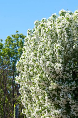 Bahar manzara, elma. Bahar çiçekleri. Bir arka plan doğa, bahar çiçekleri çiçek açması bir elma. Romantik zerafet Vintage Illustration yaprak ve çiçek bir elma ağacının ile