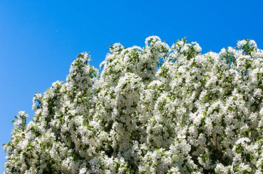 Bahar manzara, elma. Bahar çiçekleri. Bir arka plan doğa, bahar çiçekleri çiçek açması bir elma. Romantik zerafet Vintage Illustration yaprak ve çiçek bir elma ağacının ile