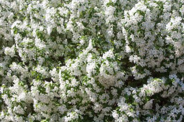 Teknogen peyzaj, kentsel. Yükselen güneş ışınlarının kutbunda enerji. Mesajını yüksek kurşun transferi için. Çelik elektrik direkleri