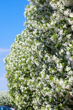 Teknogen peyzaj, kentsel. Yükselen güneş ışınlarının kutbunda enerji. Mesajını yüksek kurşun transferi için. Çelik elektrik direkleri