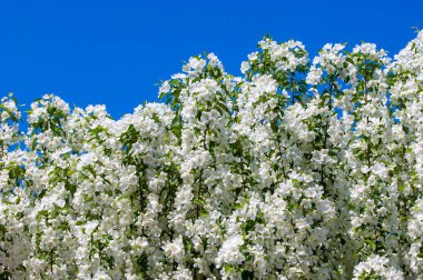 Teknogen peyzaj, kentsel. Yükselen güneş ışınlarının kutbunda enerji. Mesajını yüksek kurşun transferi için. Çelik elektrik direkleri