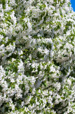 Bahar manzara, elma. Bahar çiçekleri. Bir arka plan doğa, bahar çiçekleri çiçek açması bir elma. Romantik zerafet Vintage Illustration yaprak ve çiçek bir elma ağacının ile