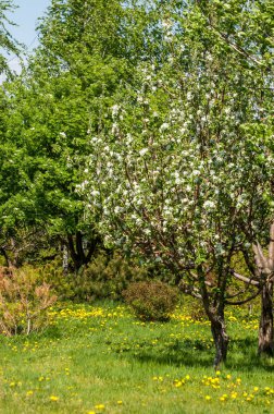 Bahar manzara, elma. Bahar çiçekleri. Bir arka plan doğa, bahar çiçekleri çiçek açması bir elma. Romantik zerafet Vintage Illustration yaprak ve çiçek bir elma ağacının ile