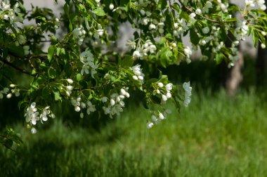 Bahar manzara, elma. Bahar çiçekleri. Bir arka plan doğa, bahar çiçekleri çiçek açması bir elma. Romantik zerafet Vintage Illustration yaprak ve çiçek bir elma ağacının ile