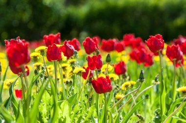 Çiçekler, bahar yatay. Lale. Lale güzel buket. renkli lale. lale bahar, renkli lale içinde. Çiçek Lale arka plan. Güzel bir renk laleler manzarası. 