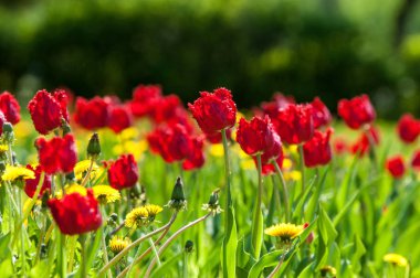 Çiçekler, bahar yatay. Lale. Lale güzel buket. renkli lale. lale bahar, renkli lale içinde. Çiçek Lale arka plan. Güzel bir renk laleler manzarası. 