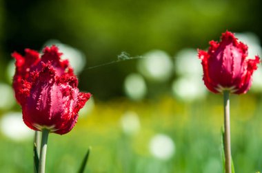 Çiçekler, bahar yatay. Lale. Lale güzel buket. renkli lale. lale bahar, renkli lale içinde. Çiçek Lale arka plan. Güzel bir renk laleler manzarası. 