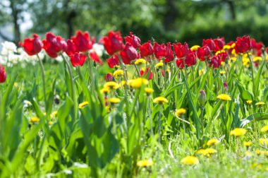 Çiçekler, bahar yatay. Lale. Lale güzel buket. renkli lale. lale bahar, renkli lale içinde. Çiçek Lale arka plan. Güzel bir renk laleler manzarası. 