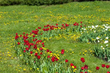 Çiçekler, bahar yatay. Lale. Lale güzel buket. renkli lale. lale bahar, renkli lale içinde. Çiçek Lale arka plan. Güzel bir renk laleler manzarası. 