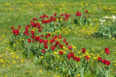 Çiçekler, bahar yatay. Lale. Lale güzel buket. renkli lale. lale bahar, renkli lale içinde. Çiçek Lale arka plan. Güzel bir renk laleler manzarası. 