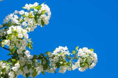 Elma ağacının çiçekleri. İlkbaharda çiçek açan elma. Güzel çiçek açan elma bahçesi. Üreme organlarının (stamens ve meyve oluşan bitki, tohum parçası),