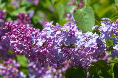 Güzel mor menekşe çiçekleri. Mor çiçekleri kapatın. Bahar çiçeği, leylak dalı. Leylak çalısı, leylak arkaplan. Bahar leylağı çiçekli dal.
