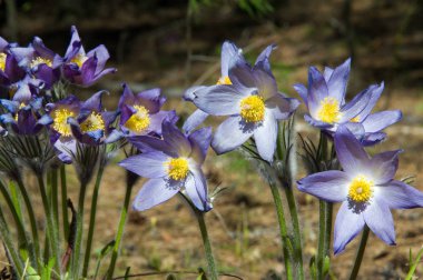 Bahar manzara. Çiçekleri içinde belgili tanımlık vahşi. Bahar çiçek Pulsatilla. Pasque çiçek ya da pasqueflower, Rüzgar çiçek, çayır bitkisi, Paskalya çiçek ve çayır anemone ortak adları dahil. 
