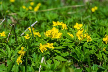 Anemon sarı orman çiçek çiçekli bitkiler buttercup ailesinin ılıman bölgelerde yerel yaklaşık 200 türü bir cinsidir.