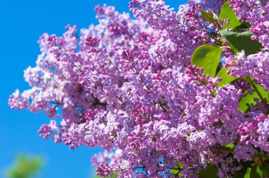 Güzel mor menekşe çiçekleri. Mor çiçekleri kapatın. Bahar çiçeği, leylak dalı. Leylak çalısı, leylak arkaplan. Bahar leylağı çiçekli dal.