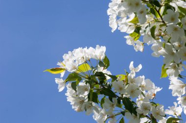 Elma ağacının çiçekleri. İlkbaharda çiçek açan elma. Güzel çiçek açan elma bahçesi. Üreme organlarının (stamens ve meyve oluşan bitki, tohum parçası),