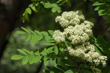 Çam bahar fışkın. Genç yeşil çam dalı. Bahar Orman. Çam ile yeni bir ivme ve erkek önümüzdeki bahar dalı. çam dal altın güneş