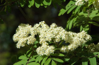 Çam bahar fışkın. Genç yeşil çam dalı. Bahar Orman. Çam ile yeni bir ivme ve erkek önümüzdeki bahar dalı. çam dal altın güneş
