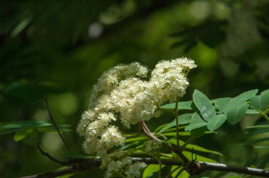 Çam bahar fışkın. Genç yeşil çam dalı. Bahar Orman. Çam ile yeni bir ivme ve erkek önümüzdeki bahar dalı. çam dal altın güneş