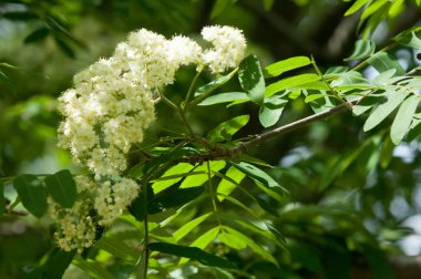 Çam bahar fışkın. Genç yeşil çam dalı. Bahar Orman. Çam ile yeni bir ivme ve erkek önümüzdeki bahar dalı. çam dal altın güneş