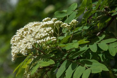 Çam bahar fışkın. Genç yeşil çam dalı. Bahar Orman. Çam ile yeni bir ivme ve erkek önümüzdeki bahar dalı. çam dal altın güneş