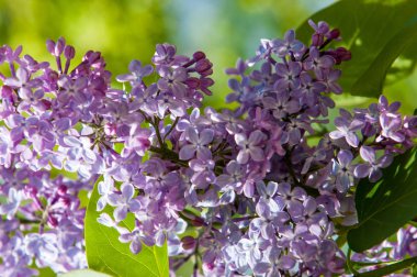 Güzel mor menekşe çiçekleri. Mor çiçekleri kapatın. Bahar çiçeği, leylak dalı. Leylak çalısı, leylak arkaplan. Bahar leylağı çiçekli dal.
